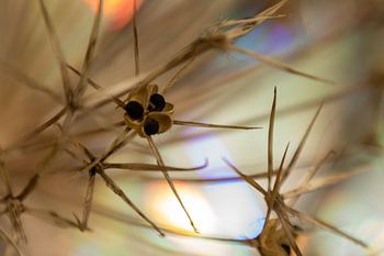 Alium, uitgebloeid 4