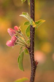 Blossom by Moetwil en van Dijk - Fotografie