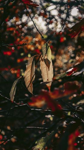 feuilles d'automne