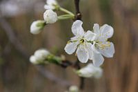 Twin flower