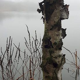 boom in meer  van Chantal Koper