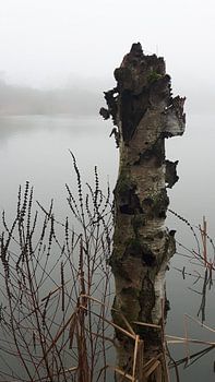 boom in meer 