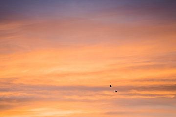 Sahara zonsondergang met twee vogels in de lucht van Joyce van Galen