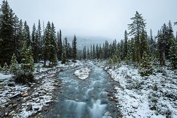 Winterlandschap in de Rocky Mountains van Roland Brack