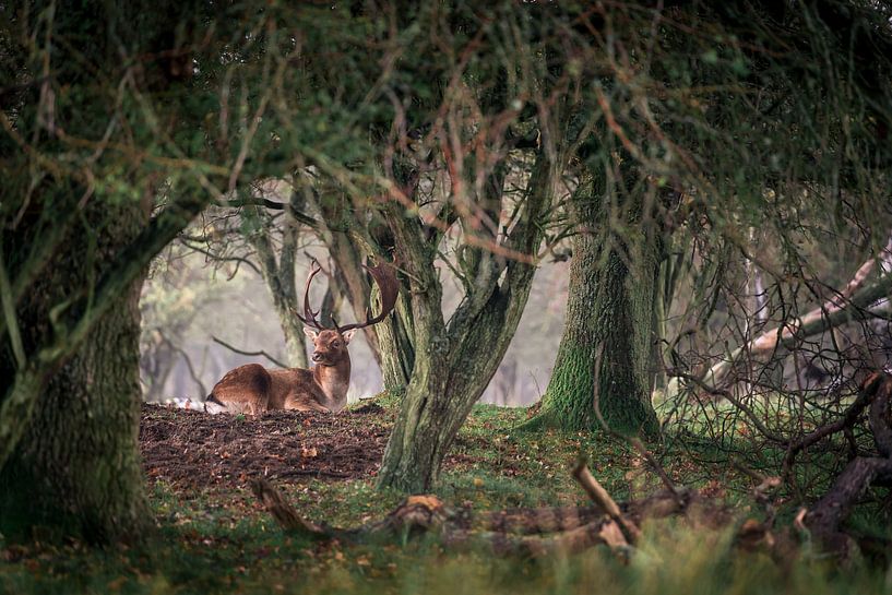 Hirsche mit großem Geweih in den Dünen - Damhirsche von Jolanda Aalbers