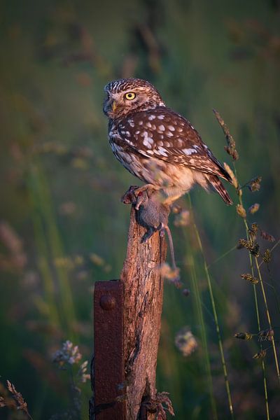 little owl by Andy van der Steen - Fotografie
