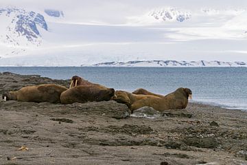 Walrussen op het strand Spitsbergen van Merijn Loch