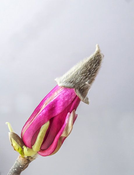 magnolia by Marian van den Boogaard