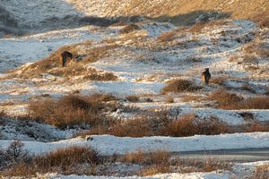 Paarden in de winterse duinen tussen Egmond en Bergen aan Zee van Bram Lubbers
