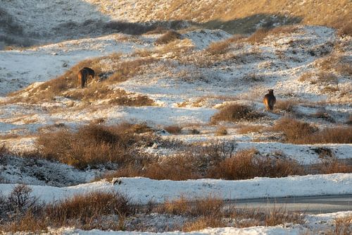 Paarden in de winterse duinen tussen Egmond en Bergen aan Zee