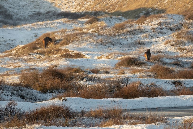 Horses in the winter dunes between Egmond and Bergen aan Zee by Bram Lubbers