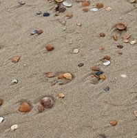 seashells on the beach