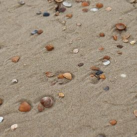 Muscheln am Strand von Eline Langedijk
