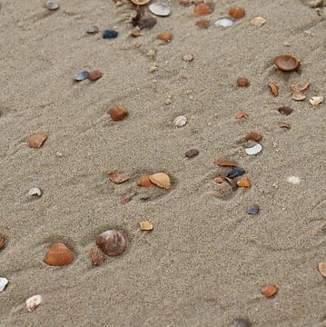schelpen op het strand van Eline Langedijk