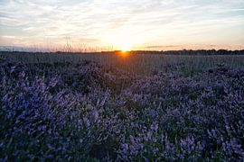 Veluwe 2025 van ELGER VERMEER