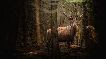 Edelhert tussen de naaldbomen