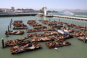 Pier 39