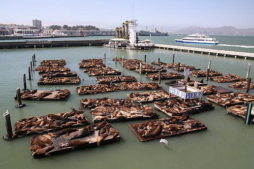 Pier 39