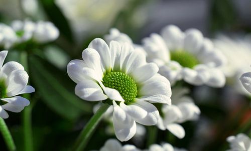 Geschenk van de natuur