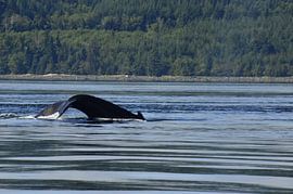 Bultrug van Jurgen Hermse