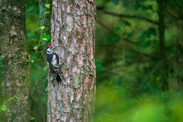 Grote bonte specht in de boom van Manon Verijdt