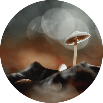 Herfst paddenstoel met bokeh van KB Design & Photography (Karen Brouwer)
