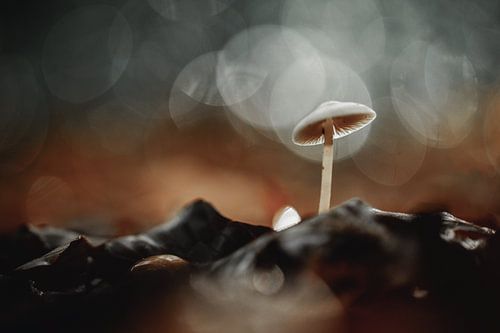 Autumn mushroom with bokeh