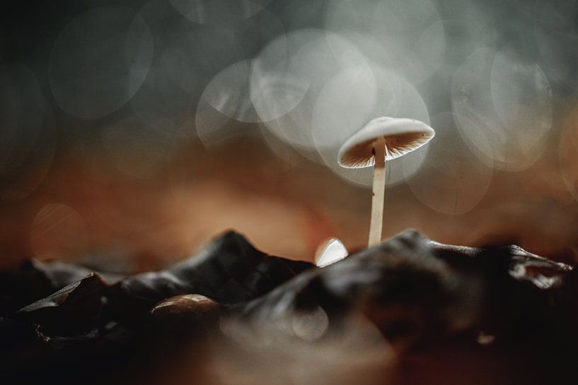 Herbst Pilz mit Bokeh von KB Design & Photography (Karen Brouwer)