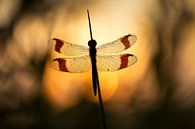 Ringed dragonfly at sunrise by Erik Veldkamp thumbnail