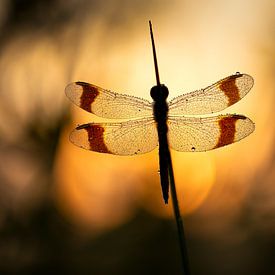 Ringed dragonfly at sunrise
