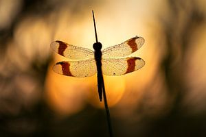 Libellule annelée au lever du soleil