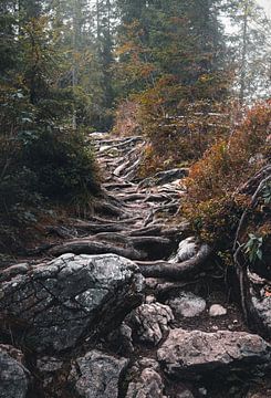 Root path | Forest photography by Laura Dijkslag