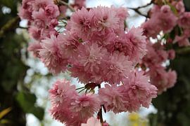 Roze bloesem by Nienke van den Brink