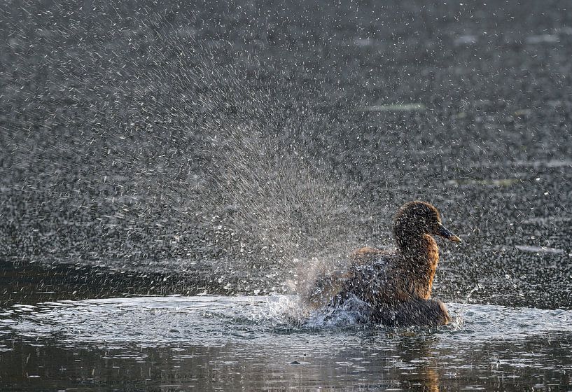 Slpish, slpash van UMWELTBILD Kurt Möbus
