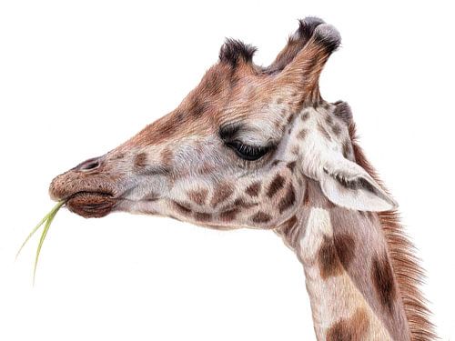 Giraffenzeichnung Leontine van Vliet