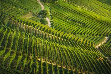 Langhe, wegen en bomen tussen de wijngaarden, Neive van Stefano Orazzini