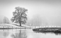 Eik in mist. 