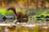 Eekhoorn (Dieren) van Patrick Reymer thumbnail