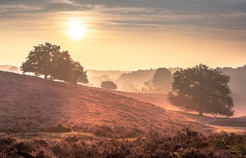 Das Heidekraut in voller Blüte