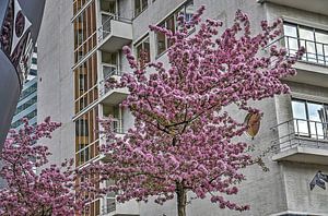 Dudok in Springtime