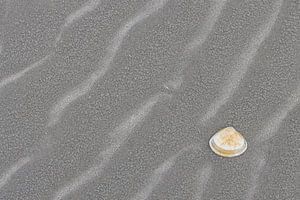 Muschel am Strand