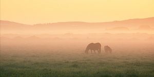 Zwei Isländische Pferde im goldenen Morgennebel von Daniel Gastager