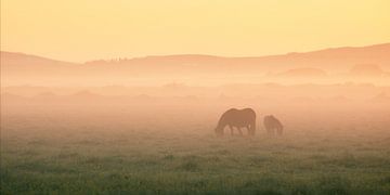 Twee IJslandse paarden in de gouden ochtendmist van Daniel Gastager