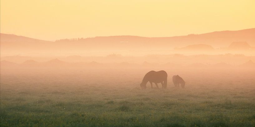 Two Icelandic horses in golden morning mist by Daniel Gastager