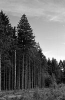 Schwarzkiefer