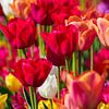 Flowering Tulips by Beeld Creaties Ed Steenhoek | Photography and Artificial Images