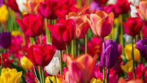 Tulipes en fleurs