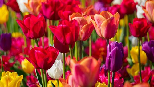Flowering Tulips