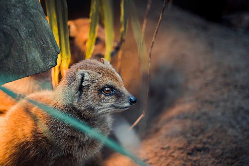 Mongoose Under the Heat Lamp