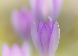 Crocus by Connie de Graaf